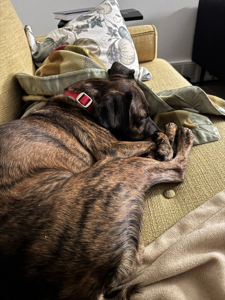 Picture of the Animal Listed